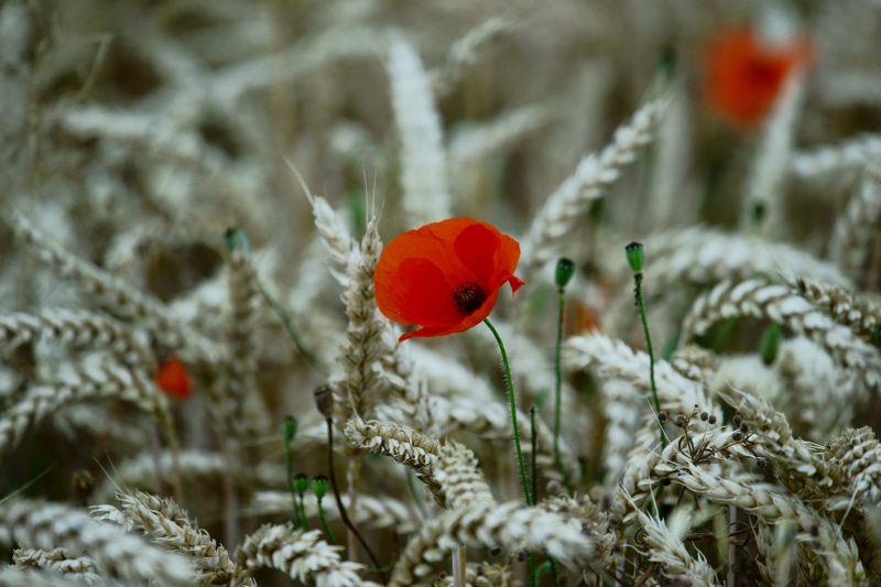 color, Natur, nature, summer, photography, Mohn, FE, poppy, OSS, flower, selective color photography, outdoors, season, im, 5K, rural Scene, field, selective