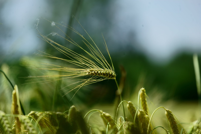5K, yellow, agriculture, nature, wheat, farm, FE, seed, in focus, cereal Plant, plant, Weizen, close-up, photography, summer, Natur, green grass, growth