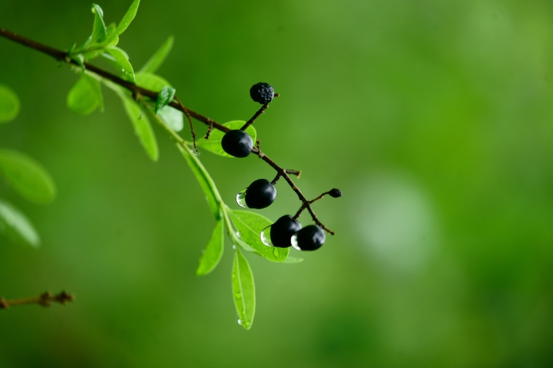 OSS, selective focus, summer, fruit, close-up, FE, selective, focus, 1. Mai, leaf, food, dew, Sony_Alpha, black, plant, nature, green Color, freshness