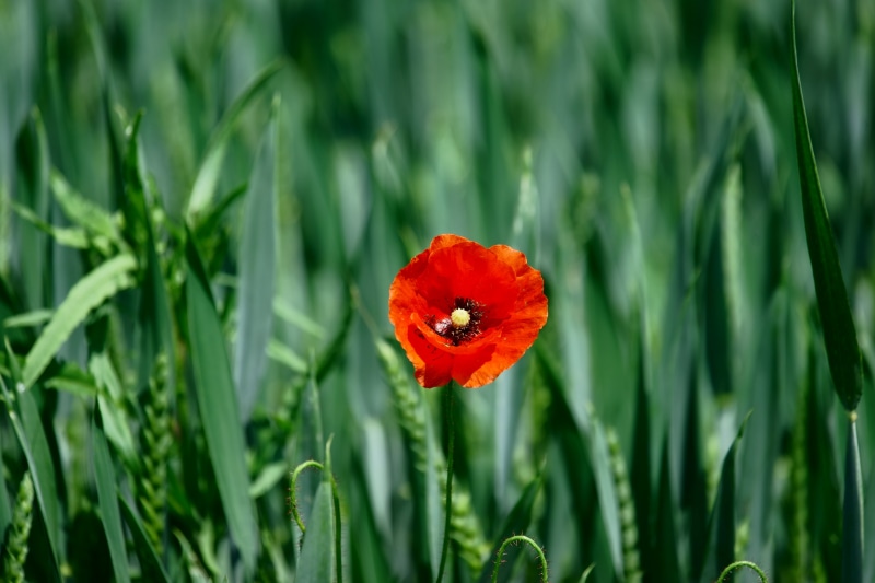5K, field, red, green Color, nature, plant, poppy, photo, Natur, summer, meadow, im, rot, Sony_Alpha, springtime, flower, closeup, FE, OSS, grün