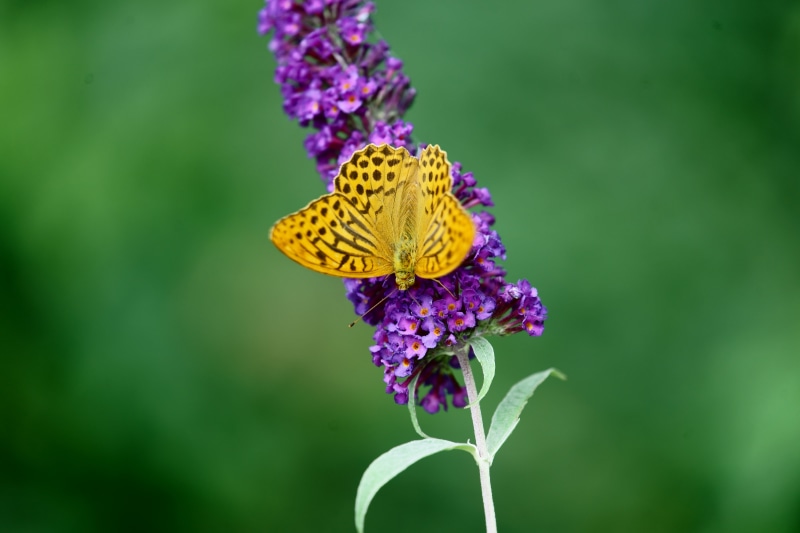 flower, black, Sony_Alpha, multi Colored, butterfly - Insect, animal, butterfly, summer, insect, yellow, Lavender, FE, Schmetterling, close-up, OSS, black Butterfly