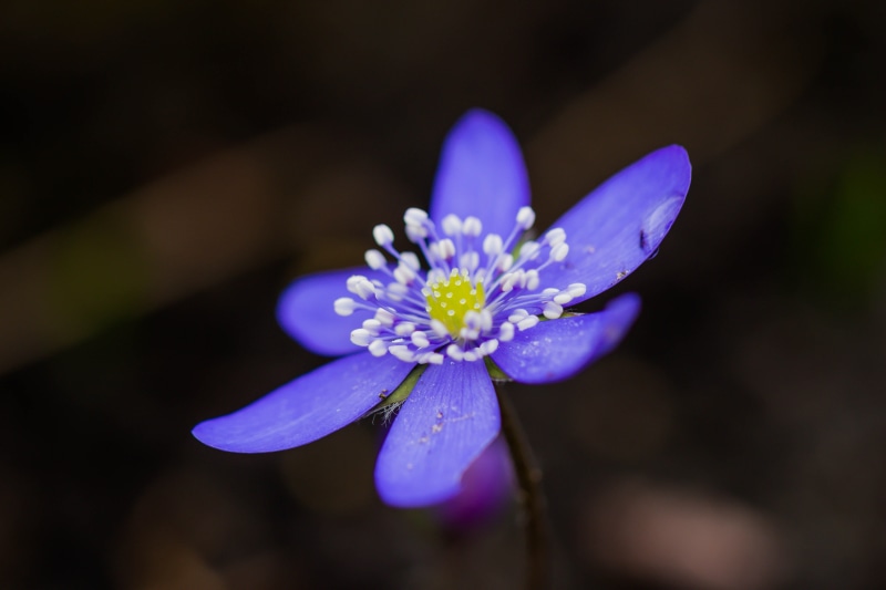 Spring, shallow, Macro, Botaniska trädgården, plant, white flower, Sign, shallow focus, beauty In Nature, petal, flower Head, Botanic garden, Lund, purple