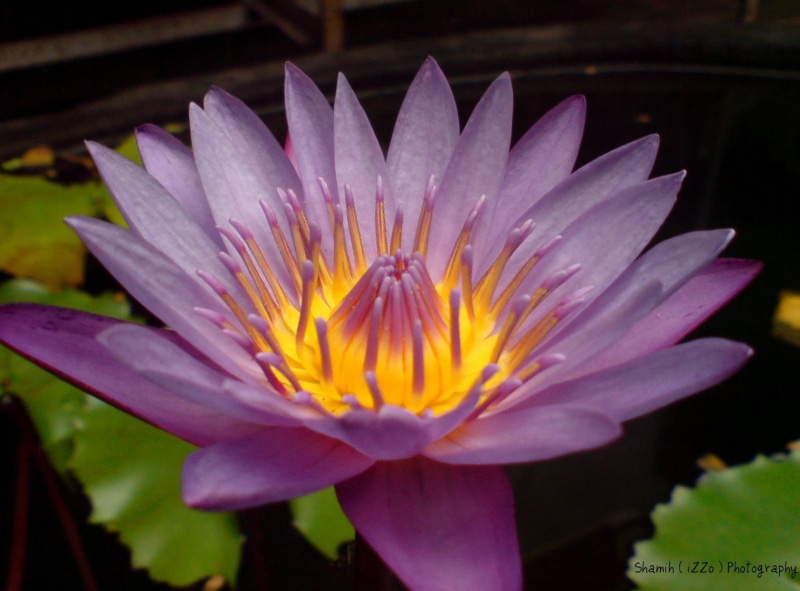 720P, India, Asia, botany, pond, Kerala, Waterlily, Beautiful, closeup, petal, leaf, iZZo, Trivandrum, beauty In Nature, photo, Lotus, lotus Water Lily