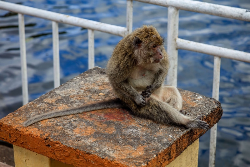 animals in the wild, vertebrate, animal, animals in captivity, lake, hinduism, monkey, animal themes, nature, mammal, focus on foreground, hindu, mauritius