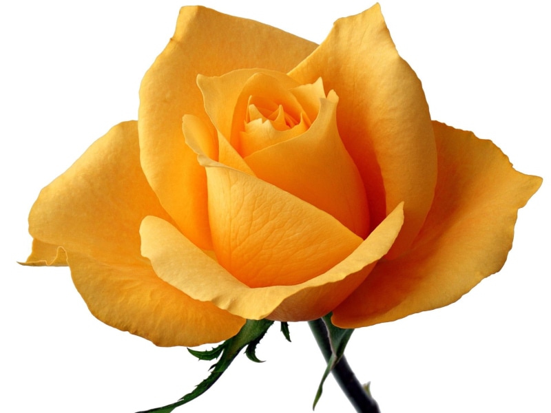 rose, yellow, faith, means, single, flower, 1080P, nature and landscapes