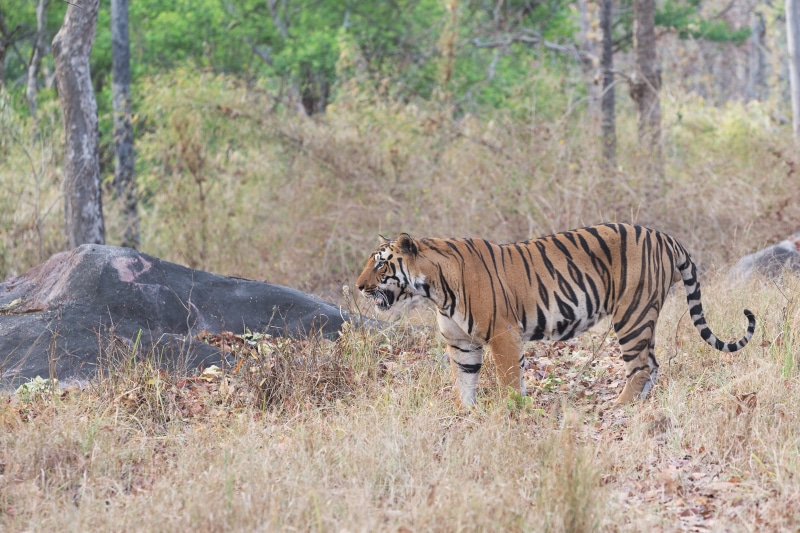 vertebrate, mammal, wildlifephotography, tree, wild animal, wild, tourism, travel destinations, indium, female animal, woodland, wildlife, stripes, animal