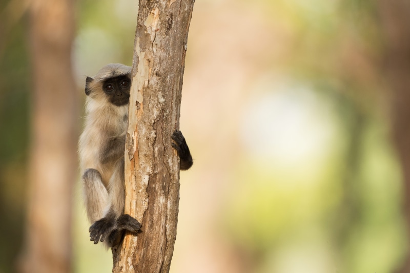primate, animals in the wild, animal wildlife, monkey in tree, focus on foreground, outdoors, cute, no people, mammal, tree, nature, full length, indium