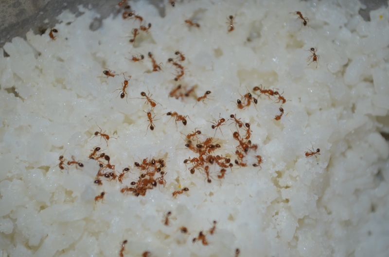 invertebrate, table, ants, food, food and drink, waste, 4K, close-up, backgrounds, animal themes, indoors, red, nature, full frame, large group of animals
