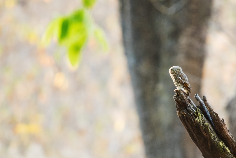 bark, leaf, perched, stump, poisonous, one animal, animal, plant, animals in the wild, communication, brown, feathers, tree, animal body part, outdoors