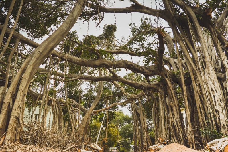 tree trunk, tree, sky, 5K, plant, indium, leaf, sunlight, branches, forest, tranquil scene, outdoors, gray, plant part, low angle view, nature, trunk