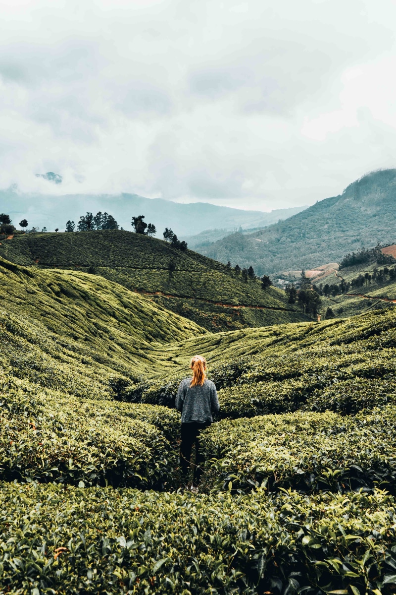 mountain, growth, field, tea, hill, one person, day, agriculture, landscape, green, beauty in nature, sky, indium, environment, outdoors, leisure activity