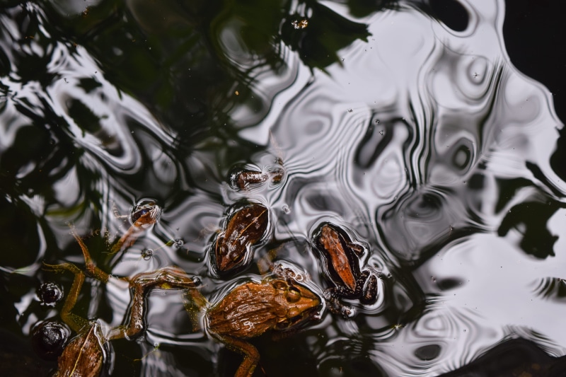 animal, rippled, drop, brown, waterfront, reflection, animal wildlife, full frame, one animal, swim, no people, animals in the wild, karwar, indium, frog
