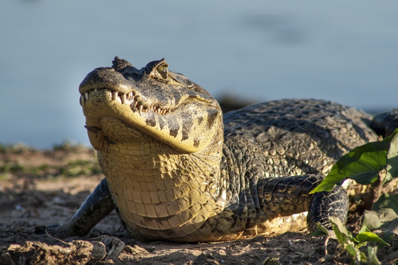 iguana, mouth open, crocodile, nature, font font árvore font font, font font natureza font font, no people, vertebrate, land, animal, day, 2K, close-up