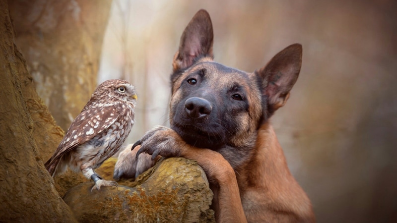 group of animals, no people, two animals, friend, close-up, looking, young animal, belgian shepherd malinois, dog, malinois belgian shepherd, animal, day