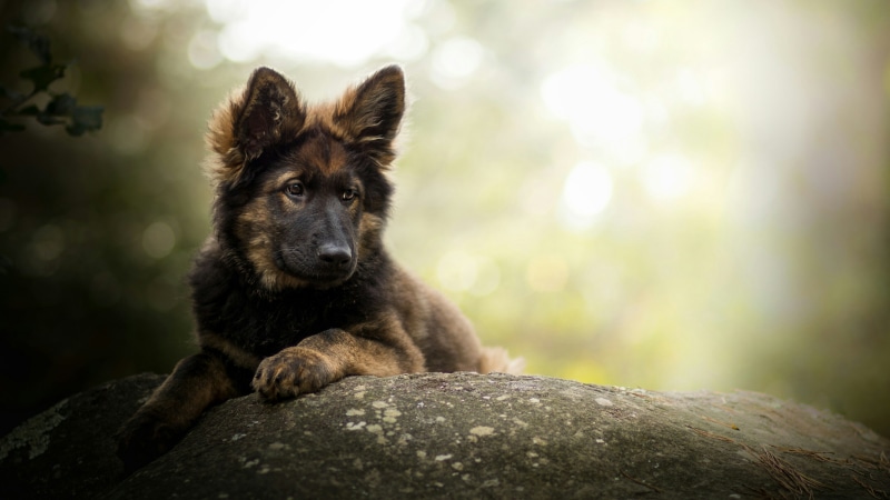 german shepherd dog, dog, old german shepherd dog, german shepherd, kunming wolfdog, dog breed, puppy, 4K, old german shepherd, shepherd og, king shepherd