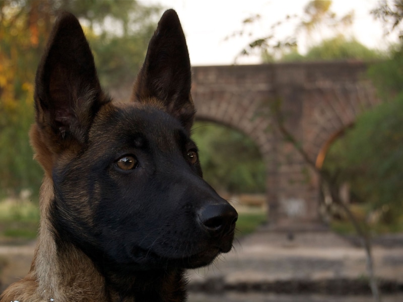 outdoors, animal, looking, focus on foreground, dog, belgian, animal themes, vertebrate, nature, looking away, shepherd, domestic animals, one animal, malinois
