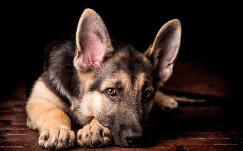 dog, animals, 1080P, German Shepherd