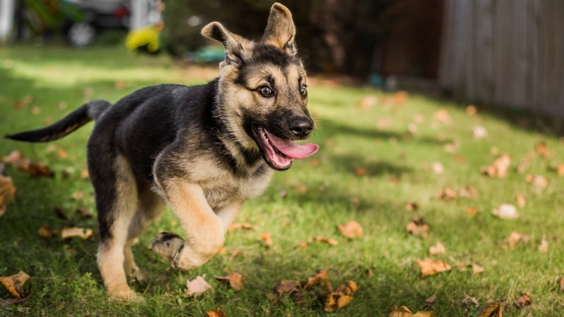 pet, German Shepherd, no people, nature, plant, domestic animals, animal tongue, animal, 1080P, domestic, leaves, baby, puppy, german, animal themes, land