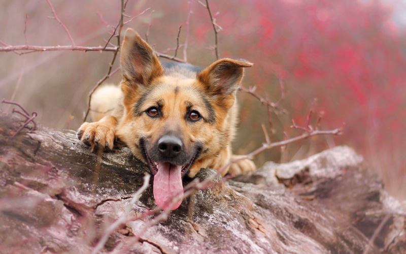 animals, tongues, German Shepherd, dog, 4K