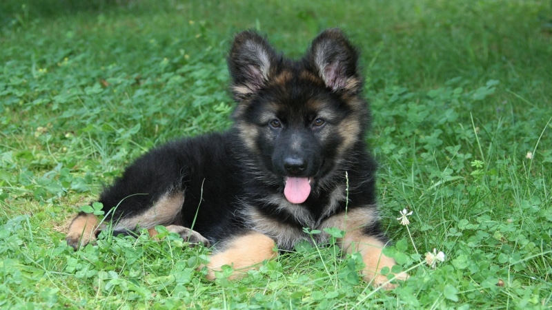 vertebrate, animal themes, purebred dog, black, no people, dog, mouth open, domestic animals, plant, mammal, animal, outdoors, portrait, looking at camera