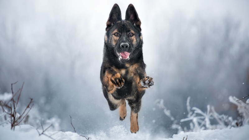 snow, german shepherd dog, dog, dog breed, 1080P, winter, old german shepherd dog