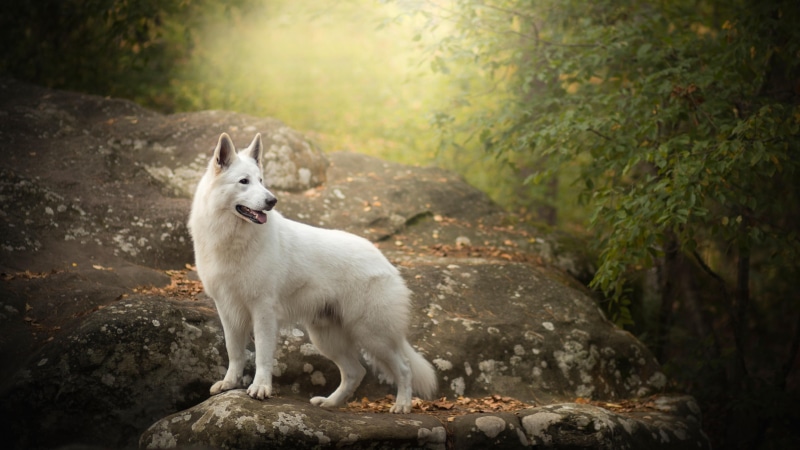 rock, swiss, tree, snowy shepherd, white swiss shepherd, dog, look back, berger blanc suisse, shepherd dog, forest, white shepherd, dog breed, animal, white dog