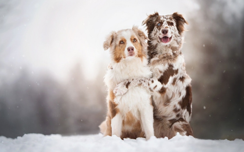 Dogs, Australian Shepherd, 1080P, Dog