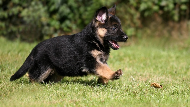 dog, cute, german shepherd, animals, puppy, 1080P