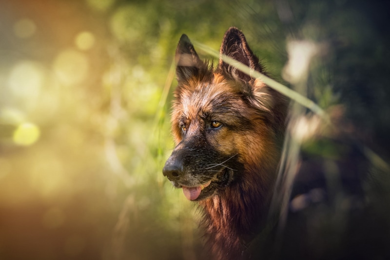 1080P, German shepherd, face, dog, shepherd, bokeh, german