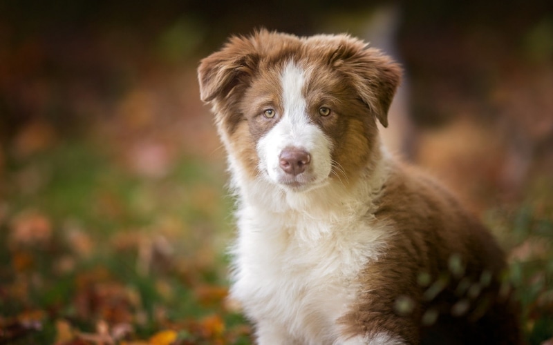 focus on foreground, dog, field, looking, canine, 1080P, domestic, land, domestic animals, border collie, looking at camera, no people, vertebrate, portrait