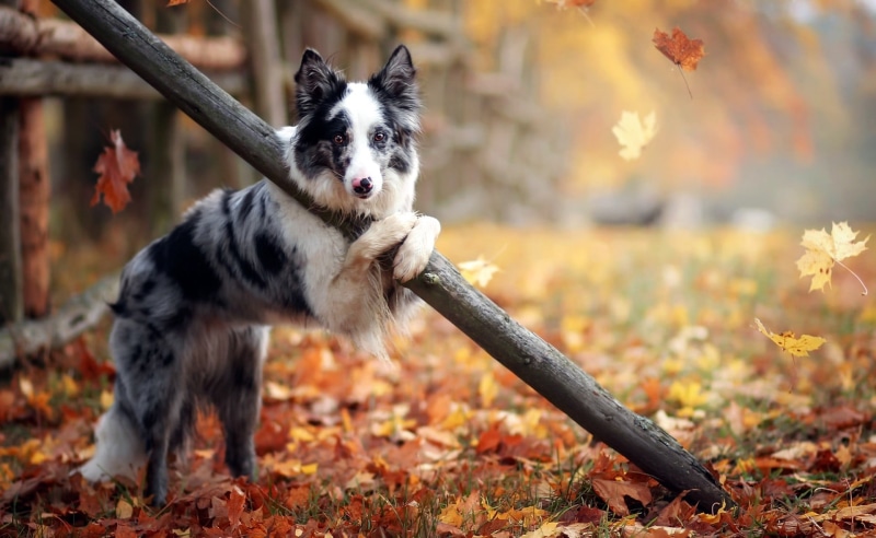 focus on foreground, blue, merle, outdoors, 1080P, australian, adult, autumn, one animal, day, plant, leaf, dog, shepherd, no people, leaves, animal themes