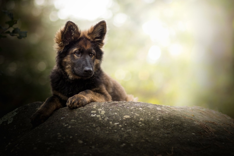 1080P, Pet, Dogs, German Shepherd, Dog, Puppy, Baby Animal