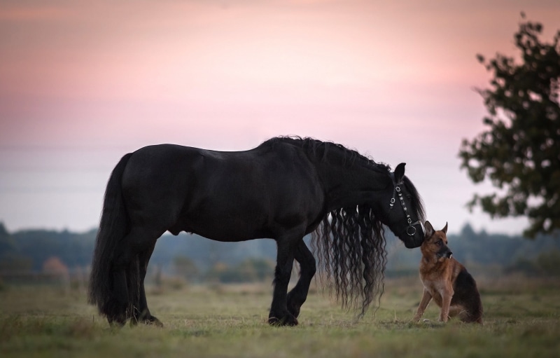 shepherd dog, german, dog, Friends, horse, mane, shepherd, german shepherd, 1080P, sheep, black