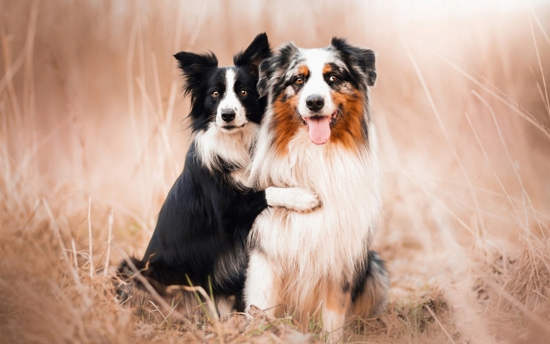 Friends, Shepherds, 1080P, Australian, Dogs