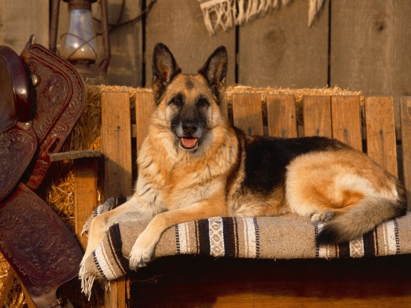 German Shepherd, animals, wood - material, portrait, security, tan, looking at camera, german, depth of field, mammals, indoors, relaxation, black, canine