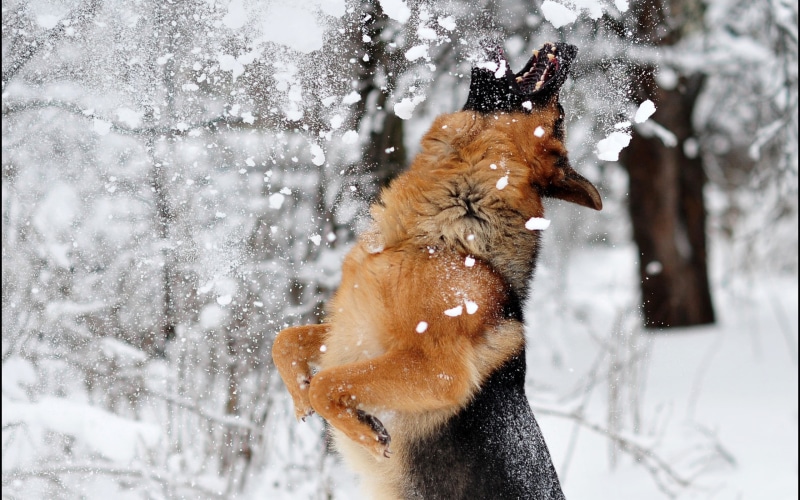 black, brown, domestic, pets, animal themes, snowing, winter, no people, animals, domestic animals, cold temperature, German Shepherd, german, day, jumping