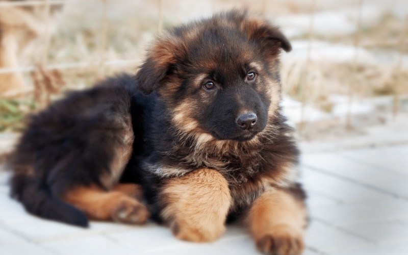 animal, 2K, purebred Dog, young Animal, black, looking, fur, brown, sitting, domestic Animals, german, domestic, dog, mammal, cute, tan, shepherd, pets