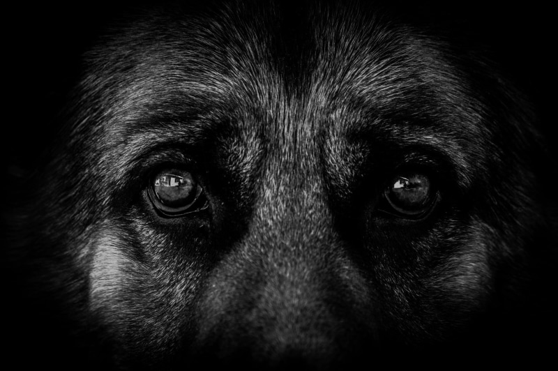animal, photo, one animal, black background, portrait, aggression, domestic animals, mammal, animal eye, eyes, German Shepherd, dog, no people, 1080P