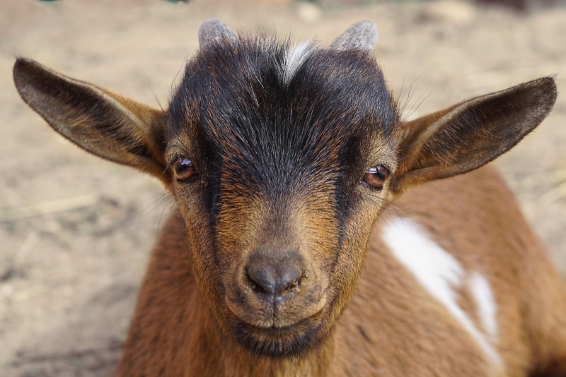 4K, snout, day, animal body part, puppy, land, animal wildlife, no people, animal head, one animal, goat, focus on foreground, nature, looking at camera