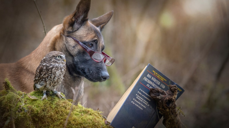 black, funny, shepherd dog, malinois, portrait, belgian sheepdog, cute, hound, animal, canine, pet, norwegian elkhound, african hunting dog, dog, german shepherd