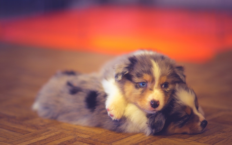 australian, puppies, 2K, Dogs, shepherd, blue, Game, Play, merle, Cute, Puppy, two