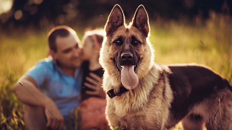 love, portrait, adult, shepherd, mammal, black, domestic animals, people, domestic, blurred, men, friendship, German Shepherd, 1080P, german, purebred dog