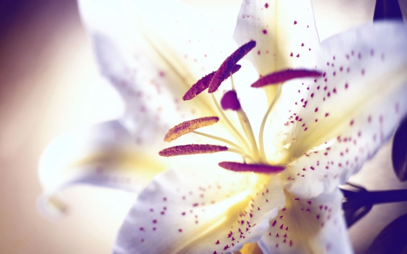 flower, pistils, 2K, ily, points