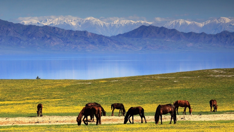 domestic animals, domestic, nature, ili, environment, mountain, outdoors, beauty in nature, field, horses, animal themes, kazakh, asia, grazing, graze