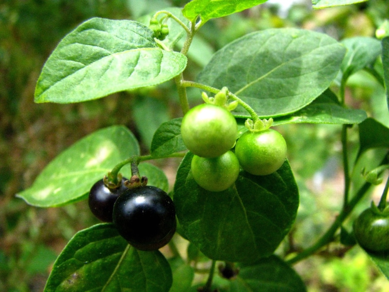 Austral Islands, Oahu, Popolo, Futuna, solanum, Marquesas, leaf, Fiji, taxonomy, Solanaceae, organic, dye, agriculture, medicinal plant, nightshade  plants