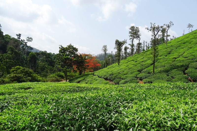 scenics - nature, tranquility, tree, agriculture, landscape, nature, estate, tea, sky, green Color, no people, plant, chikmagalur, india, rural Scene, foliage