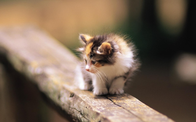Kitten, Scared, 1080P