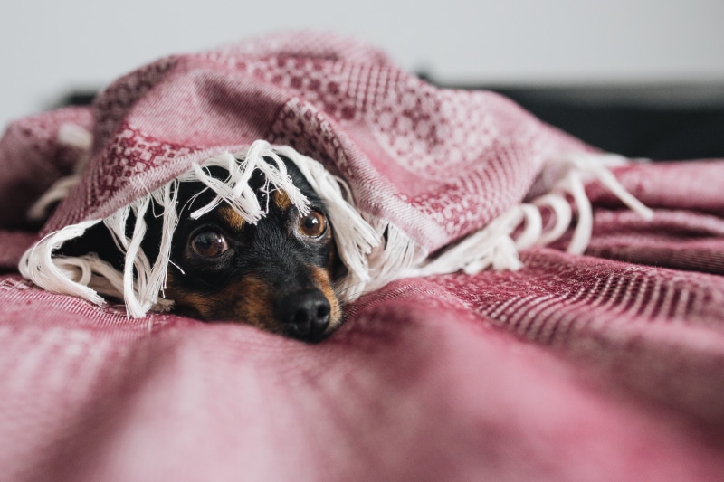 vertebrate, close-up, sad, canine, no people, small, 4K, cosy, one animal, mammal, animal, life, sweet, scared, pet, animal body part, cold, domestic