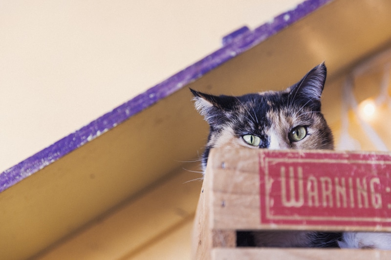 hiding, domestic Animals, looking at camera, animal eye, one animal, kitten, indoors, feline, animal head, communication, animal themes, looking, cute