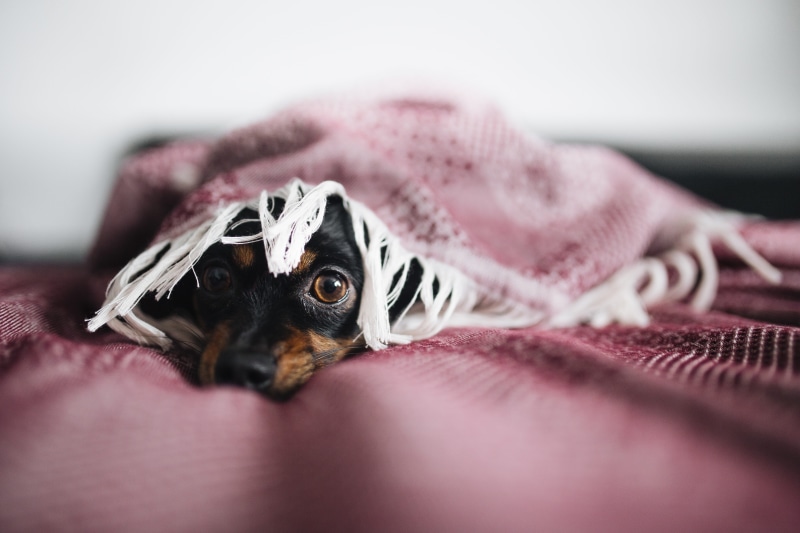 animal, pet, scared, indoors, real, 5K, canine, mammal, furniture, courage, dog, cozy, cowardly, animal body part, cosy, animal head, portrait, pets, life